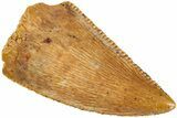 Serrated, Raptor Tooth - Real Dinosaur Tooth #233032-1